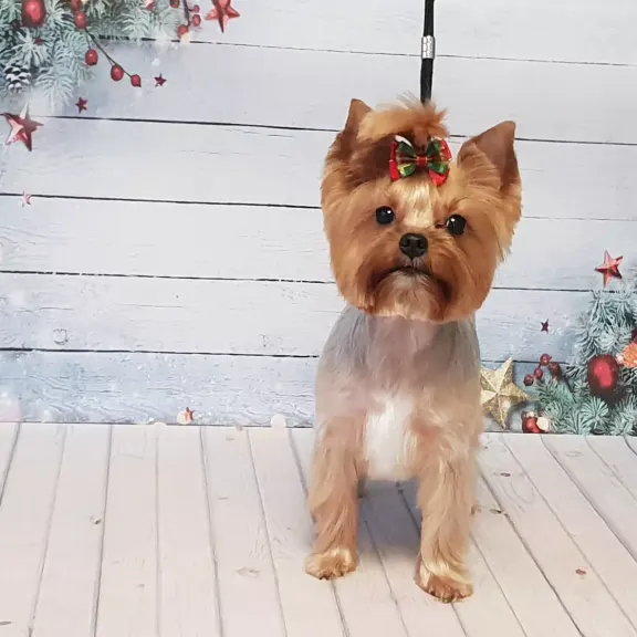 Yorkshire Terrier z kokardką po strzyżeniu