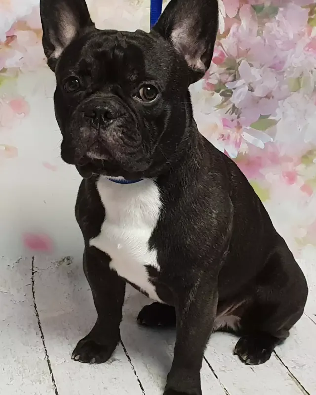 Buldog francuski po kąpieli