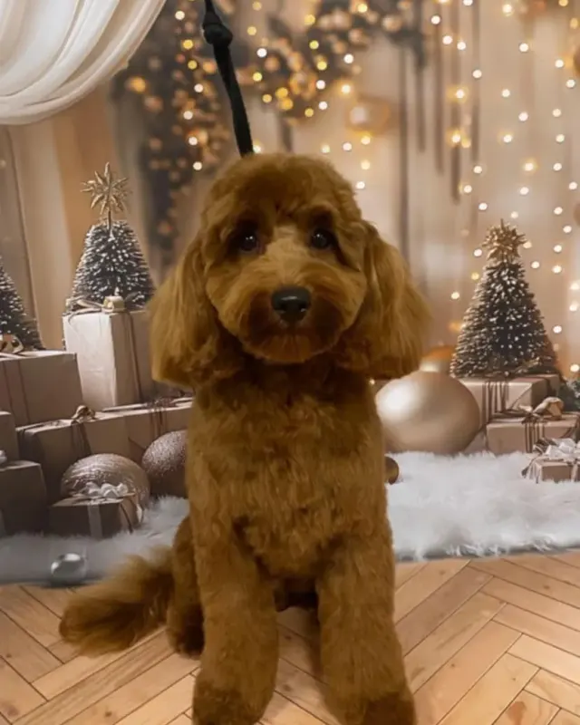 Cockapoo po strzyżeniu