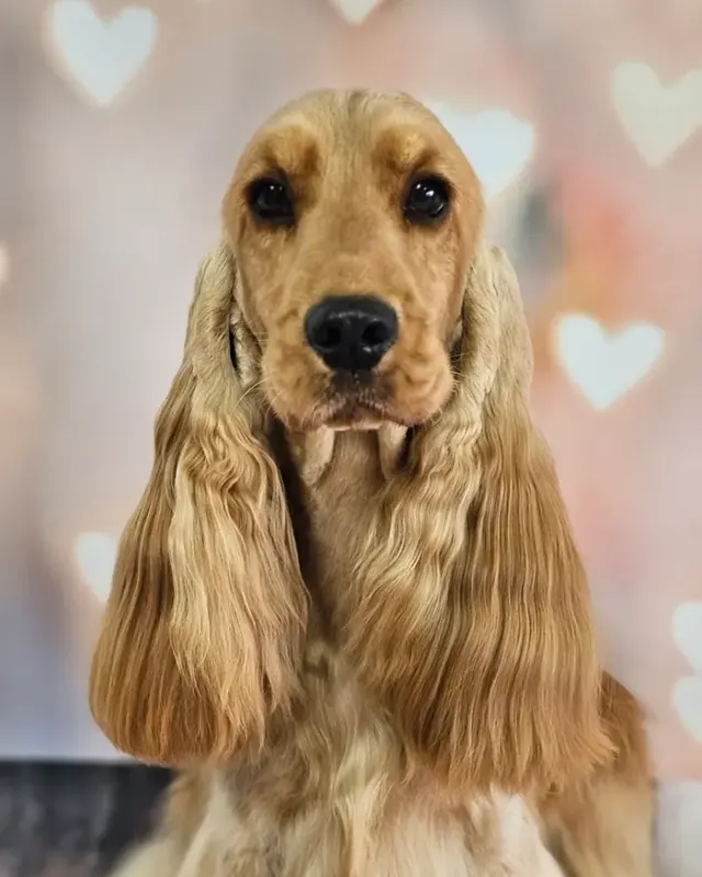 Cocker Spaniel Angielski po trymowaniu