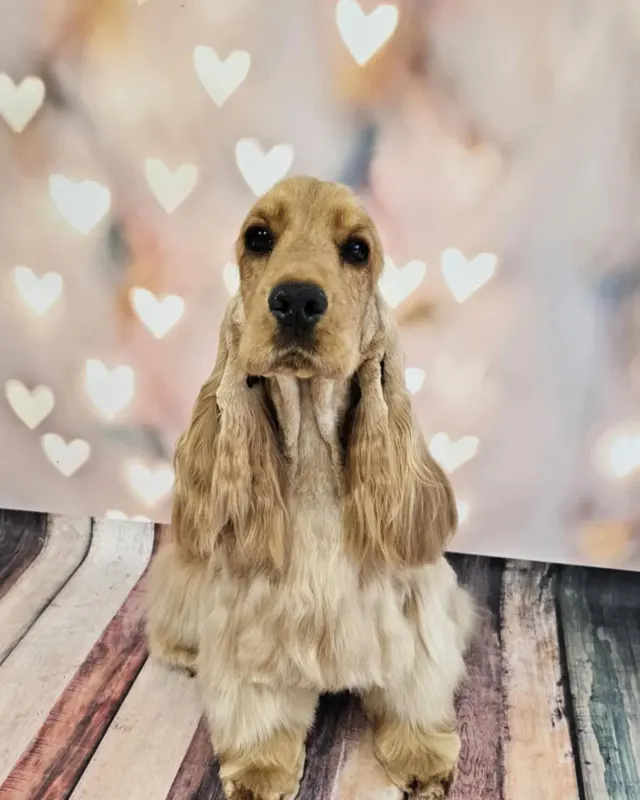 Cocker Spaniel Angielski z wyczesanymi uszami