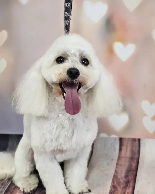 Maltipoo z puszystą fryzurą