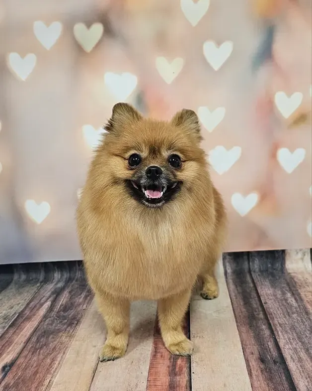 Pomeranian po strzyżeniu