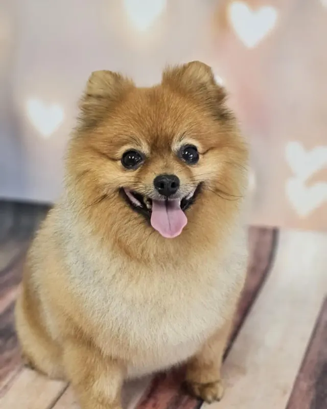 Uśmiechnięty Pomeranian po pielęgnacji