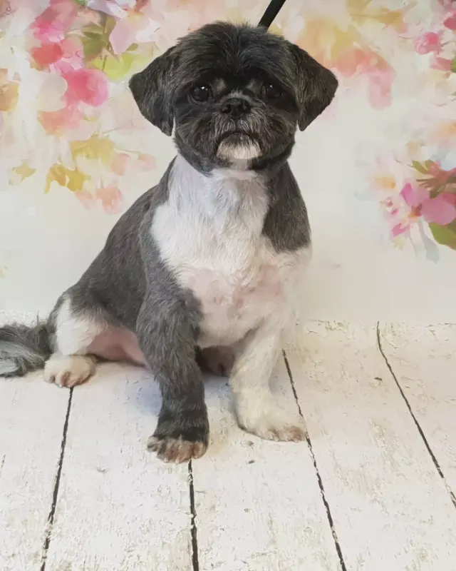 Czarno-biały Shih Tzu po strzyżeniu na tle kwiatów