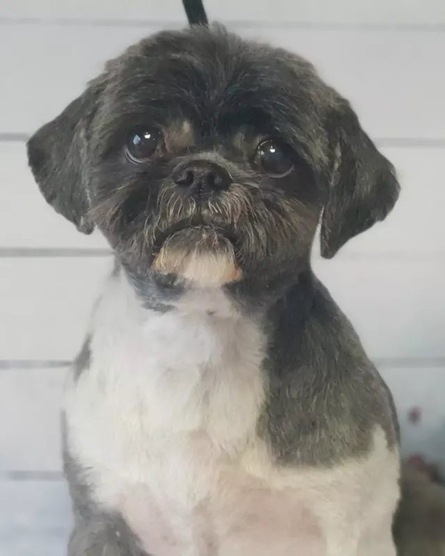 Ciemny Shih Tzu po strzyżeniu, zbliżenie