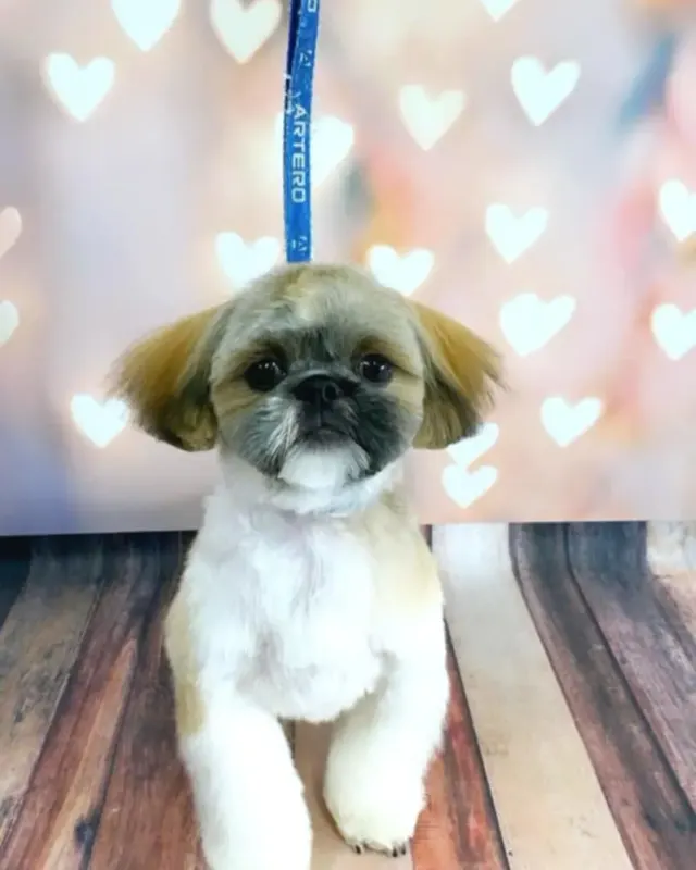 Biały Shih Tzu po kąpieli i strzyżeniu