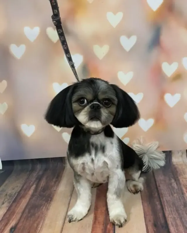 Czarno-biały Shih Tzu na smyczy po strzyżeniu