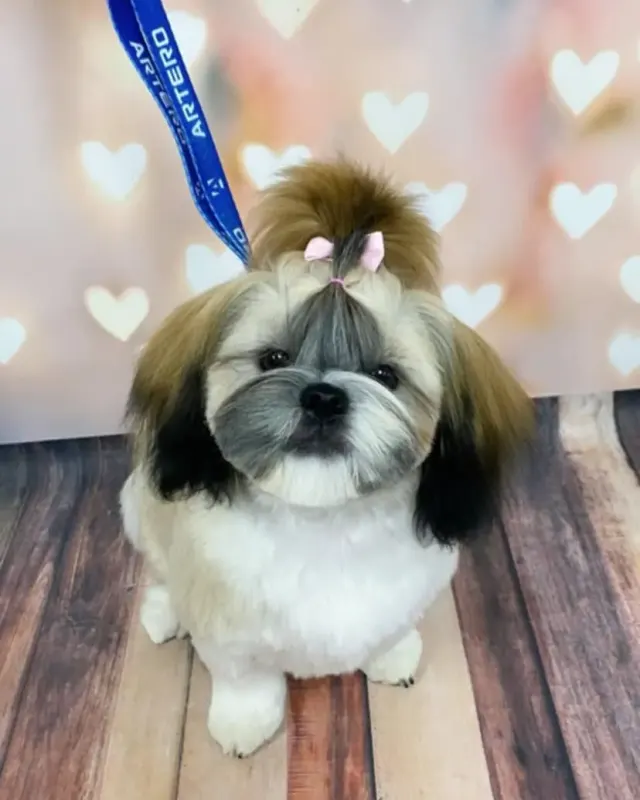 Shih Tzu z kokardką po pielęgnacji