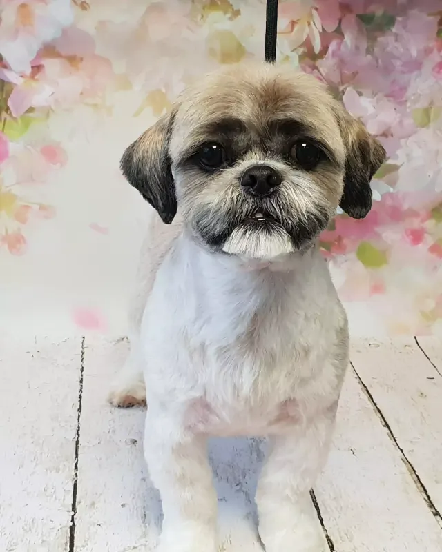 Szaro-biały Shih Tzu z krótko przyciętą sierścią