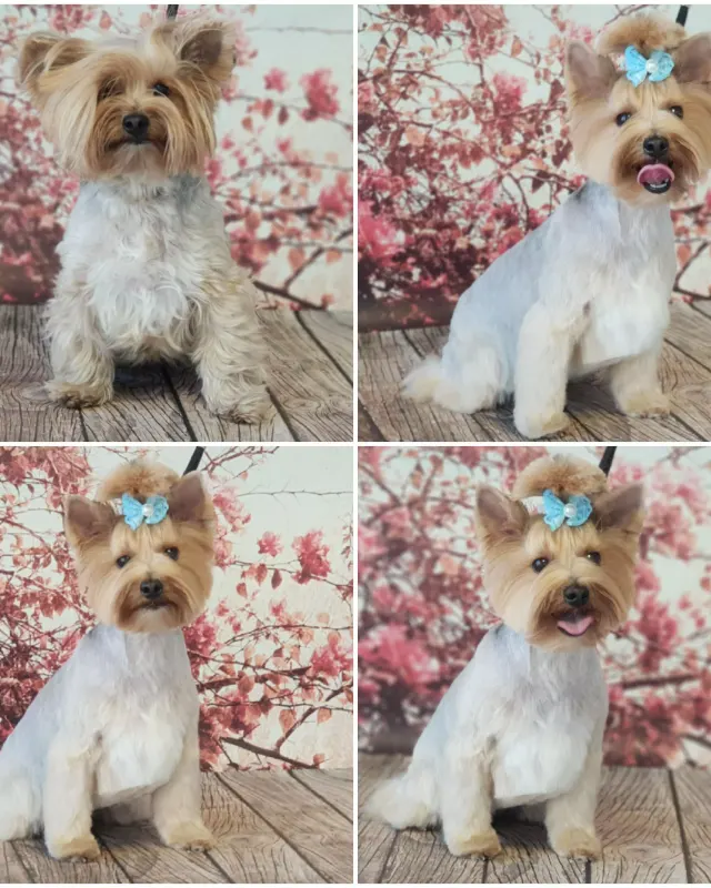 Jasny Yorkshire Terrier w kilku ujęciach po strzyżeniu