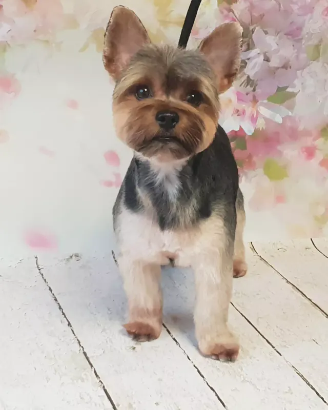 Yorkshire Terrier po strzyżeniu