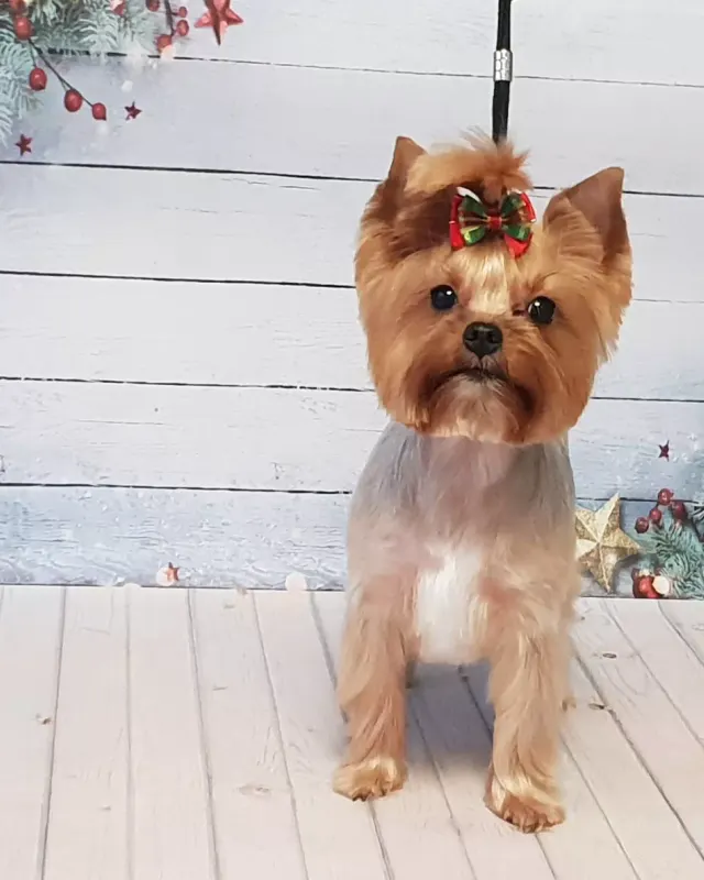 Yorkshire Terrier z kokardką