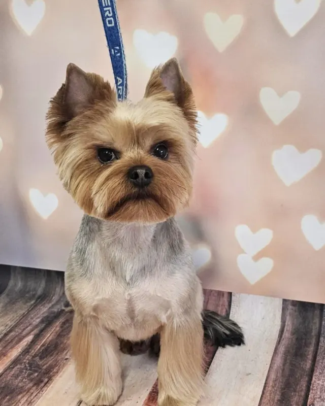 Yorkshire Terrier z krótką fryzurą